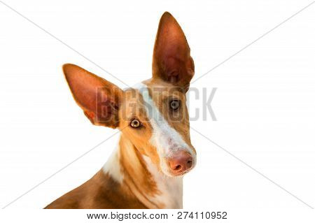 The Head Of Dog Podenco Canario (podengo Portugues) Breed, Red And White, Isolated, Close-up. Copy S