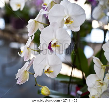 Orchidea