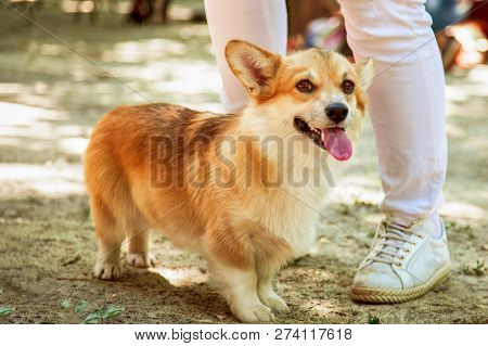 Welch Corgi Pembroke Dog Stands In Front Of The Owner (white Jeans Are Visible), Outdoors, Sunny Day