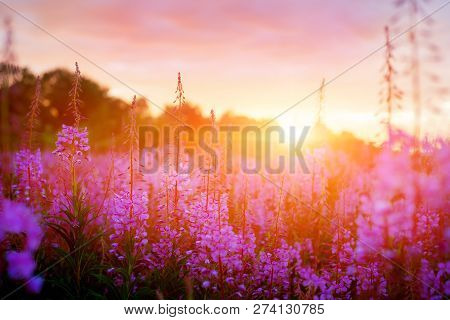Pink Ivan-tea Or Epilobium Herbal Tea On Sunset Field, Close-up. Flowers Of Rosebay Willowherb In Th