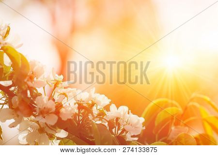 Beautiful Apple Tree Branch With Sun. Shiny Picture Of An Apple White Flowers