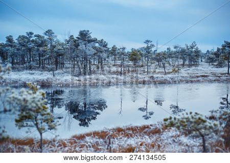 Big Swamp Wetlands Kemeri National Park, Latvia