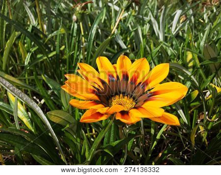 Gazania Talent Red Shade Flame On The Aegean Coast