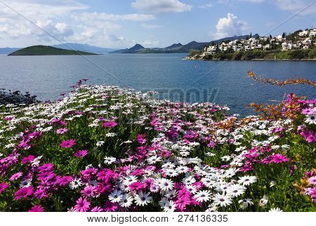 Osteospermum Flowers On The Aegean Sea In Turkey. Beautiful Seaview, Islands And Mountains.