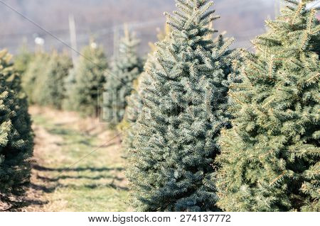 Row Of Trees On Chritmas Tree Farm