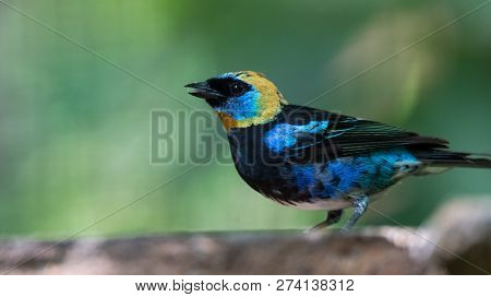 Golden Hooded Tanager (tangara Larvata) Is A Medium-sized Passerine Bird.  Adult Male Has A Golden H
