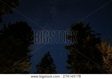 Stars And Starlight Up Over Fir Trees