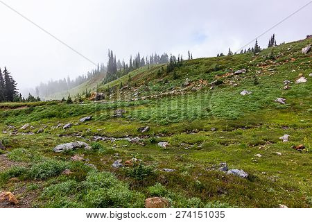 Small Trees And Open Fields In Subalpine Meadow In Washington