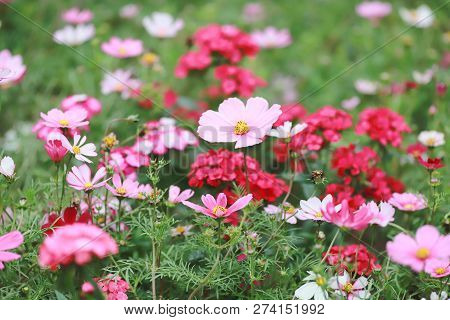 A Cosmos Bipinnatus Cloroful Flowers Garden In Spring