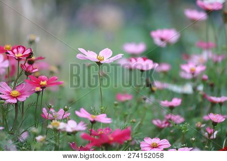 A Cosmos Bipinnatus Cloroful Flowers Garden In Spring