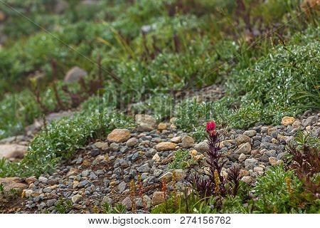 Red Indian Paintbrush Plant In Subalpine Meadow