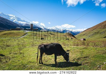 A Black Cow Pasturing In Mountains With Snowy Peaks In Rural Community Of Ushguli, Svaneti, Georgia.
