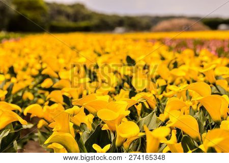 Photo Picture Of Calla Flower Colored Garden Field Cultivation