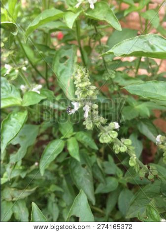 Green Leaves. Green Flower Background Texture. Creative Layout Made Of Green Leaves. Flat Lay. Natur