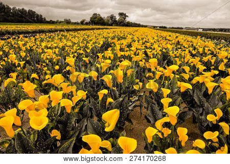 Photo Picture Of Calla Flower Colored Garden Field Cultivation