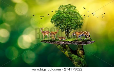 Concept Nature Reserve Conserve Wildlife Reserve Tiger Deer Global Warming Food Loaf Ecology Human H