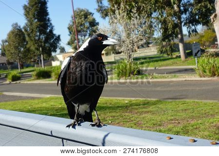 A Black And White Magpie In Suburban Australia