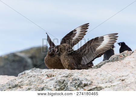 Antarctic Scuas In The Nest On The Beach