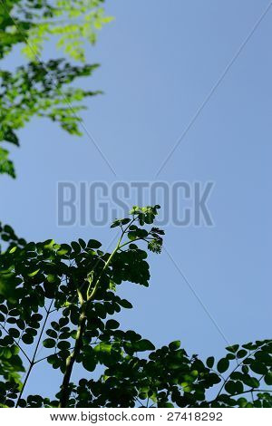 Moringa albero boccioli