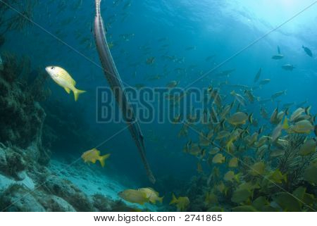 Key Largo Reef