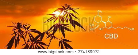 Cannabis In The Defocus With The Image Of The Formula Cbd. Concepts Of Using Marijuana For Medicinal