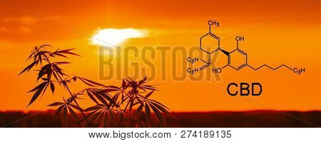 Medical Cbd Contents In Sativa, Indica. Growing Premium Marijuana And Cannabis Products. Outdoor Cul