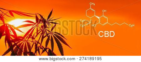 Cannabis Of The Formula Cbd. Growing Premium Marijuana Products. Medical Thc Content In Sativa, Indi