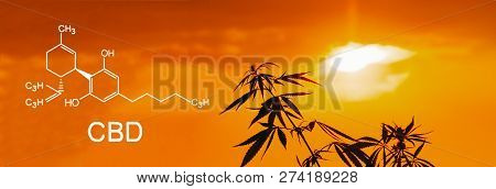 Cannabis Of The Formula Cbd. Growing Premium Marijuana Products. Medical Thc Content In Sativa, Indi