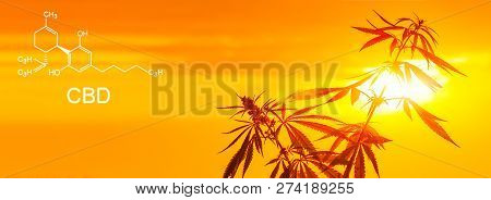 Cannabis Of The Formula Cbd. Medical Thc Content In Sativa, Indica. Panorama Of Marijuana With The B