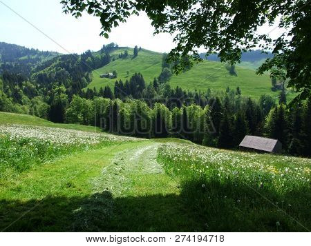 Farms And Pastures Of The Zürchersmühle Village - Canton Of Appenzell Ausserrhoden, Switzerland