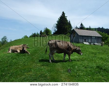 Cows At The Outskirts Of The Village Zürchersmühle - Canton Of Appenzell Ausserrhoden, Switzerland