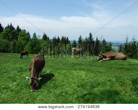 Cows At The Outskirts Of The Village Zürchersmühle - Canton Of Appenzell Ausserrhoden, Switzerland