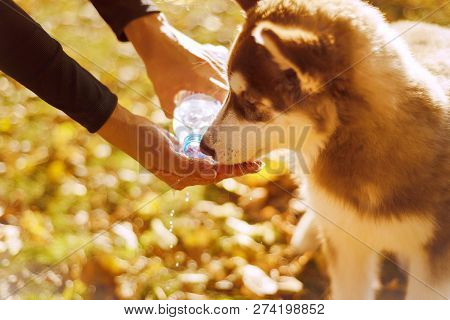 Portrait Of Red Haired Hussy Puppy. Woman Holding Her Hand With Drinking Liquid. The Dog Drinks Wate