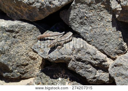 Gallotia Caesaris, Small Canarian Lizard Basks On Rocks
