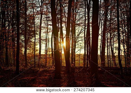 Sunset In The Autumn Forest, Uedemer Hochwald