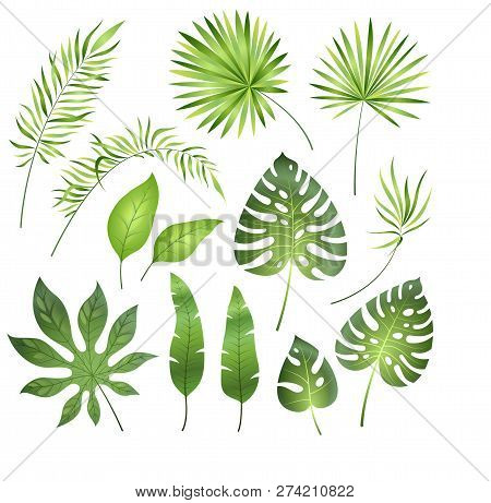 Tropical Palm Leaves. Jungle Exotic Leaf Palm Royal Fern Plumeria. Summer Tropical Paradise Beach Ho