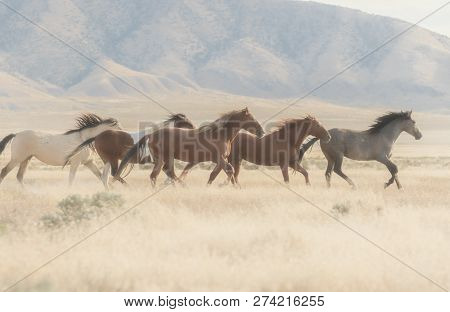 A Herd Of Wild Horses Kick Up Dust Running In The Utah Desert