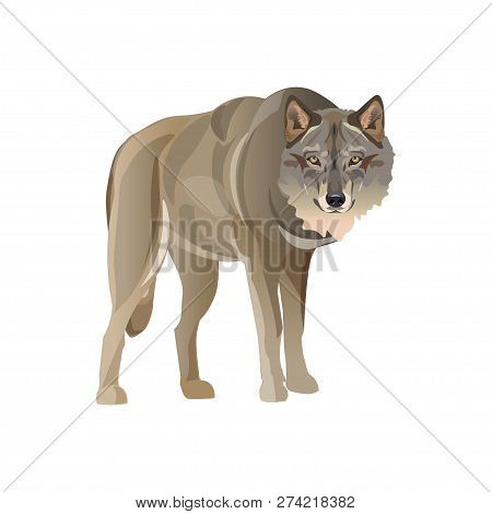 Gray Wolf Standing. Vector Illustration Isolated On White Background