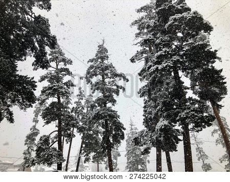 Snowfall. Snow Covered Trees And Autmn Leaves In The Snowfall. Winter In Mountain Ski Resort Bakuria