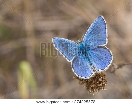 The Adonis Blue (polyommatus Bellargus) Butterfly In The Family Lycaenidae Sitting On A Plant