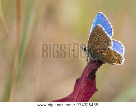 The Adonis Blue (polyommatus Bellargus) Butterfly In The Family Lycaenidae Sitting On A Plant