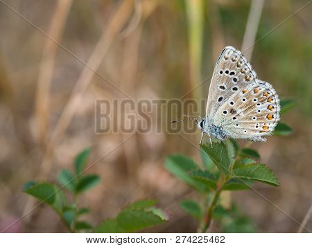 The Adonis Blue (polyommatus Bellargus) Butterfly In The Family Lycaenidae Sitting On A Plant