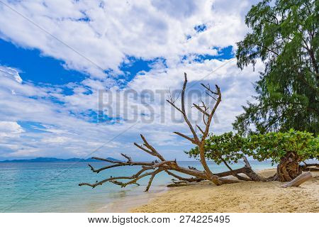 The Old Tree On The Beach On The Island Of Koh Kradan. Andaman Sea, Trang Province, Southern Thailan
