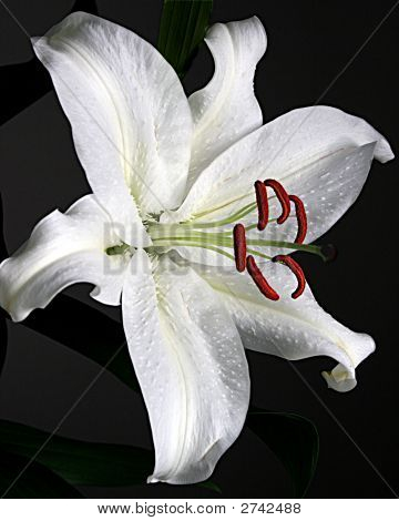 Lilly a fehér virág