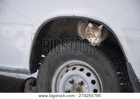 Stray Street Cat On Car Wheel. Homeless Cat Hiding Looking For Warmth In Cold Weather (life In Dange