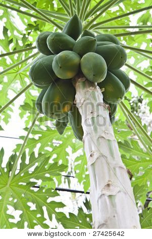 Papaya