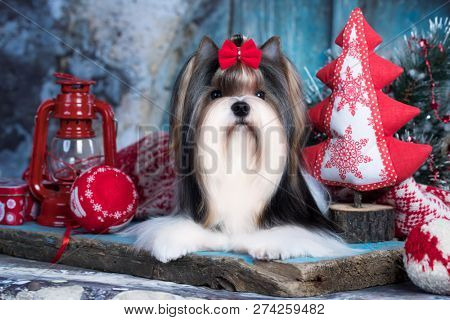 christmas dog, Biewer Terrier