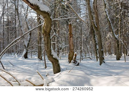 Trees Snow Wrapped Blizzard After
