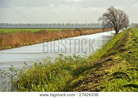 Quatre cygnes nageant dans une canal, Hollande, Europe