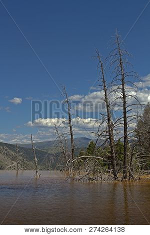 Petrified Trees In A Lake At Yellowstone National Park Wyoming